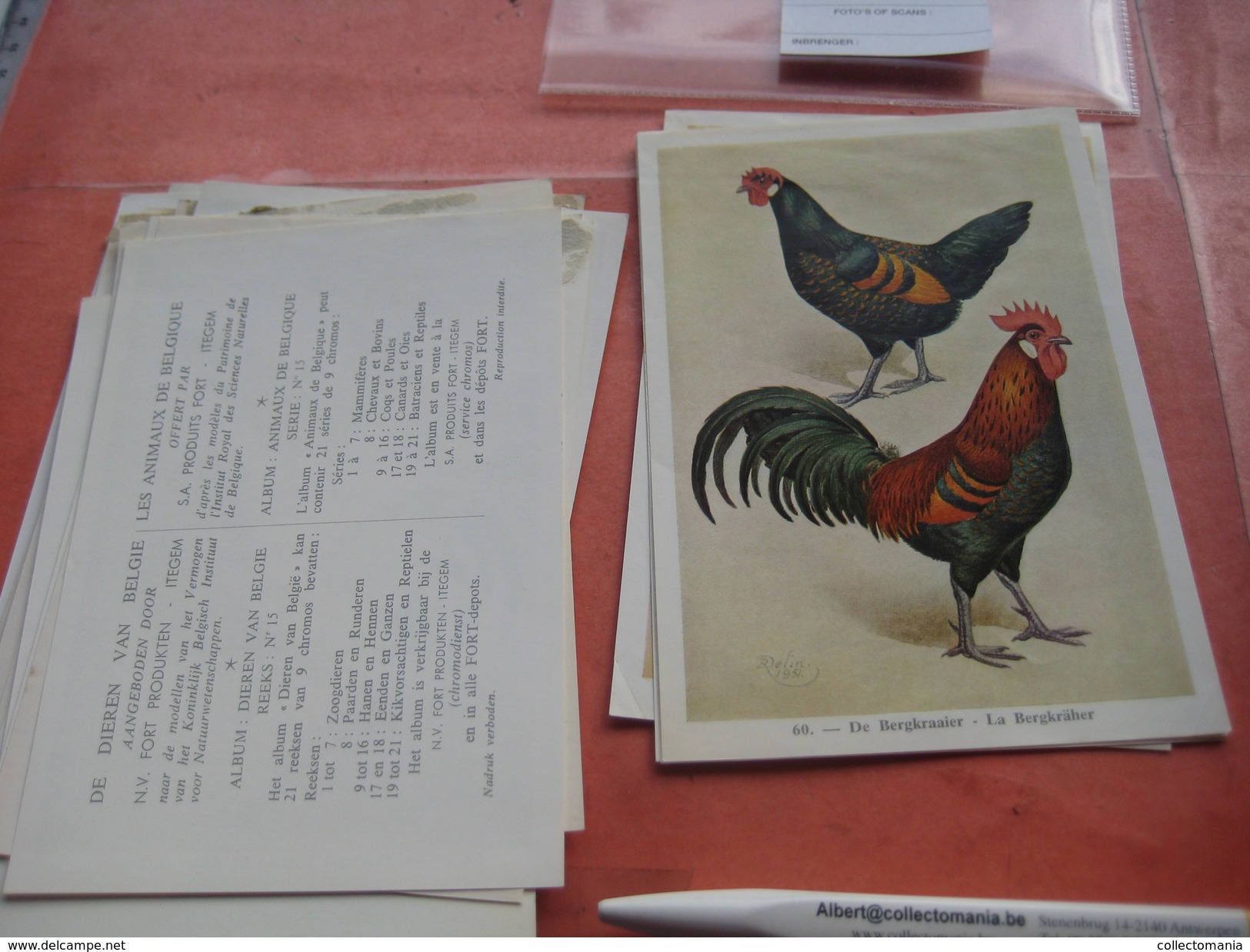 11 cards chromos 10cmX15cm  - advertsing around 1950, chicken cock, rooster, poultry, kip, most backs with glue remains