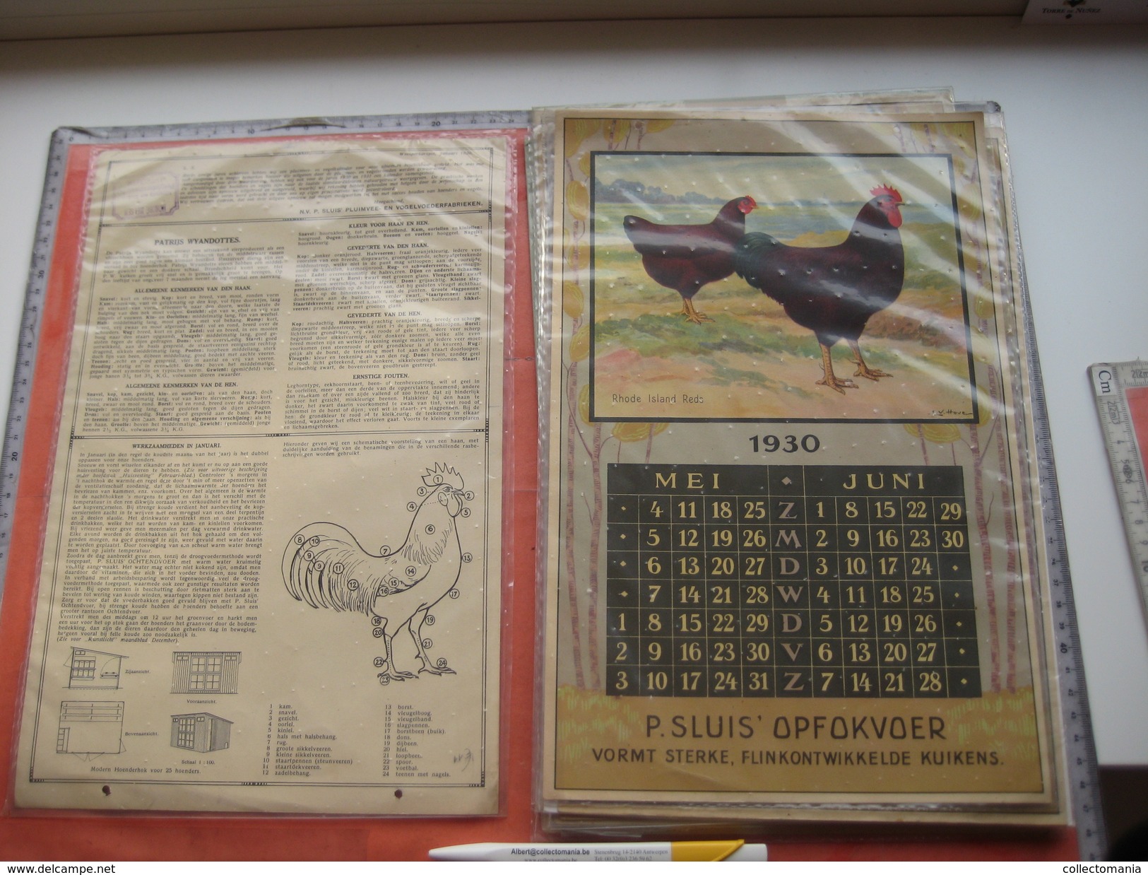 10 Advertsing SLUIS's 1930 Complete & Incomplete 1931 CALENDAR Pages, Chicken Cock Rooster Poultry Ill. E. Van Hove - Animals