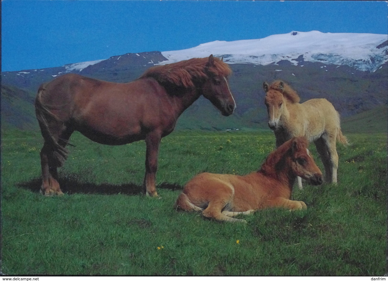 Iceland  Cards  To Sweden   Minr.767   ( Lot  485 ) Horses - Briefe U. Dokumente