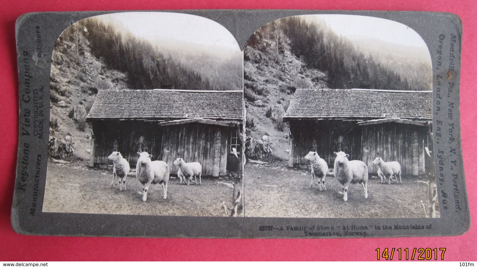 CARTE STEREOSCOPIQUE  - NORWAY - TELEMARKEN MOUNTAINS, SHEEPS,  STEREO PHOTO - Cartes Stéréoscopiques