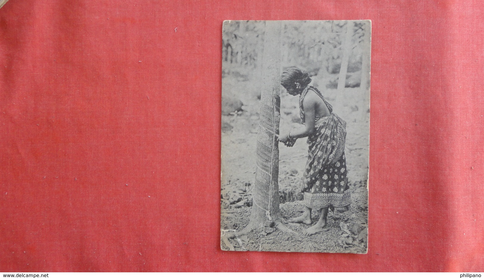 Asia > Sri Lanka (Ceylon) Female  Working On Tree  -ref 2724 - Sri Lanka (Ceylon)