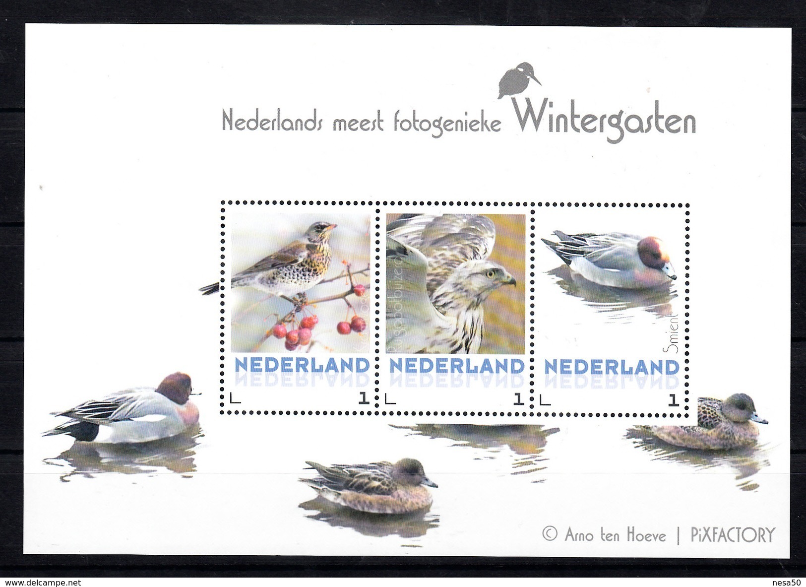 Nederland 2017 Vogels, Birds, Wintervogels; Kramsvogel, Buizerd, Smient, Fieldfare, Buzzard, Widgeon,  Foto A. Ten Hoeve - Ongebruikt