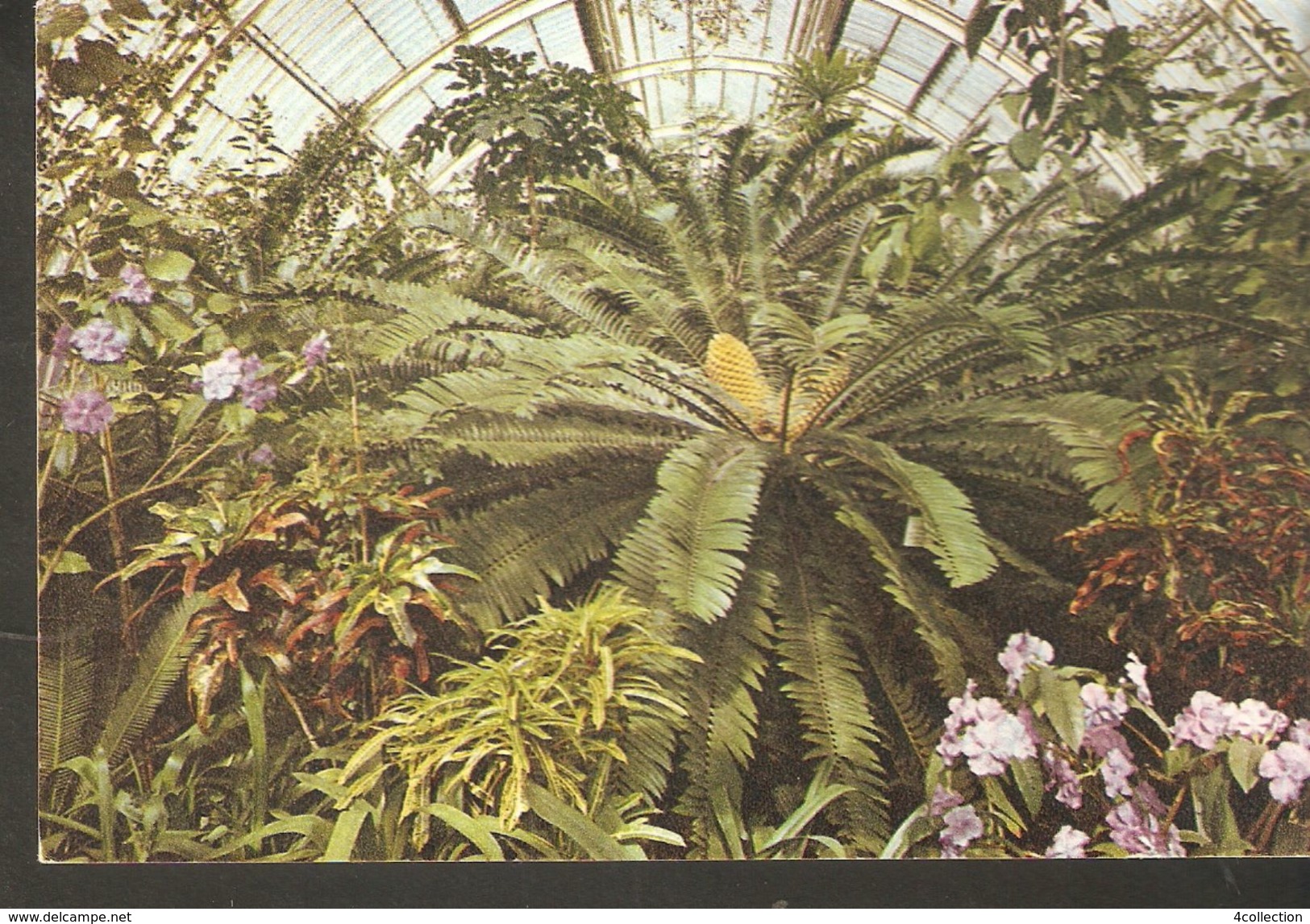 K2. UK England Royal Botanic Gardens Kew Palm House African Cycad Brunfelsia Calycina Crotons Posted Postcard - Other & Unclassified