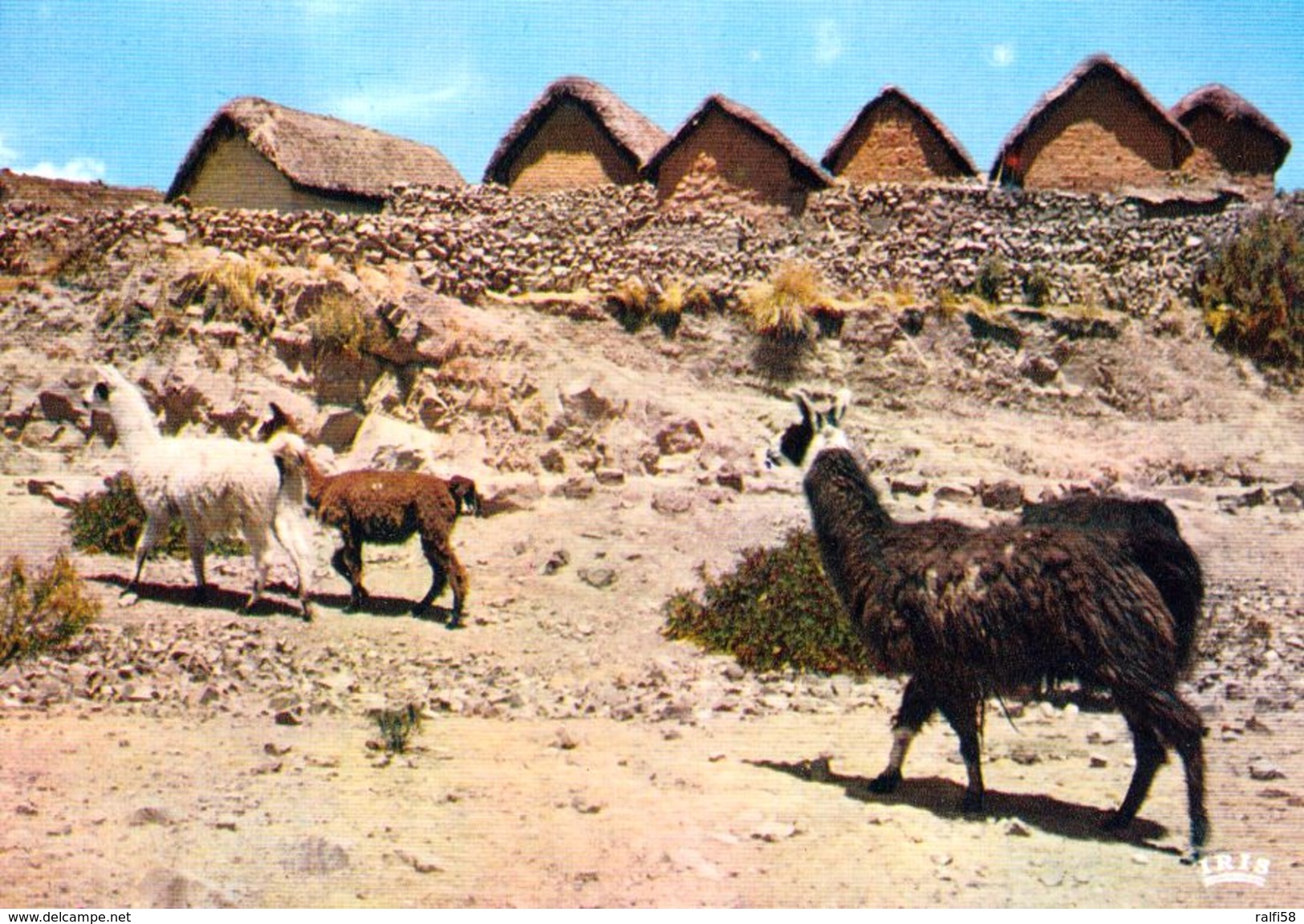 2 AK Peru * Lamas Und Typische Häuser In Der Region Puno * IRIS Karten * - Peru