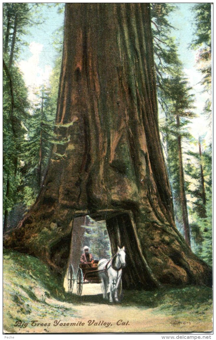 N°59182 -cpa Big Trees Yosemite Valley - Autres & Non Classés
