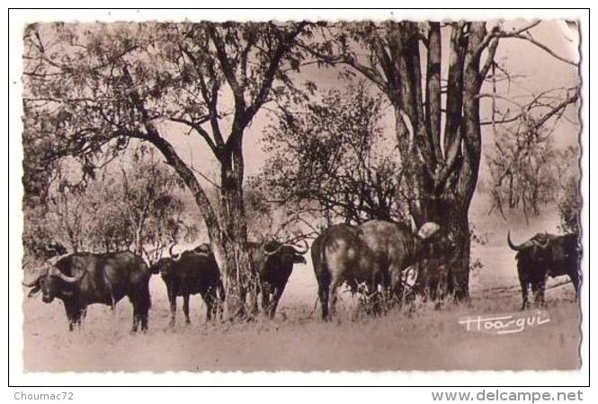 (Afrique) 062, AEF, Victor Simarro 191, Troupeau De Buffles Sauvages - Ohne Zuordnung