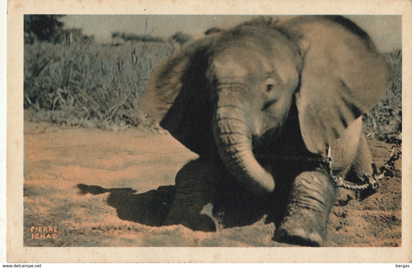 Tchad Afrique Equatoriale Francaise Jeune éléphant Compagnies Navigation Cyprien Fabre Et Fraissinet - Tchad