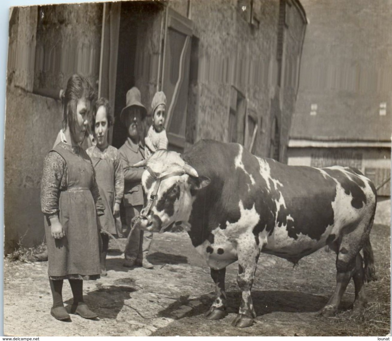 MEMBROLLES - Ferme - Carte Photo  Animal - Vache (tampon Au Dos De Chateaudun Maison Albert Photo) - Boerderijen