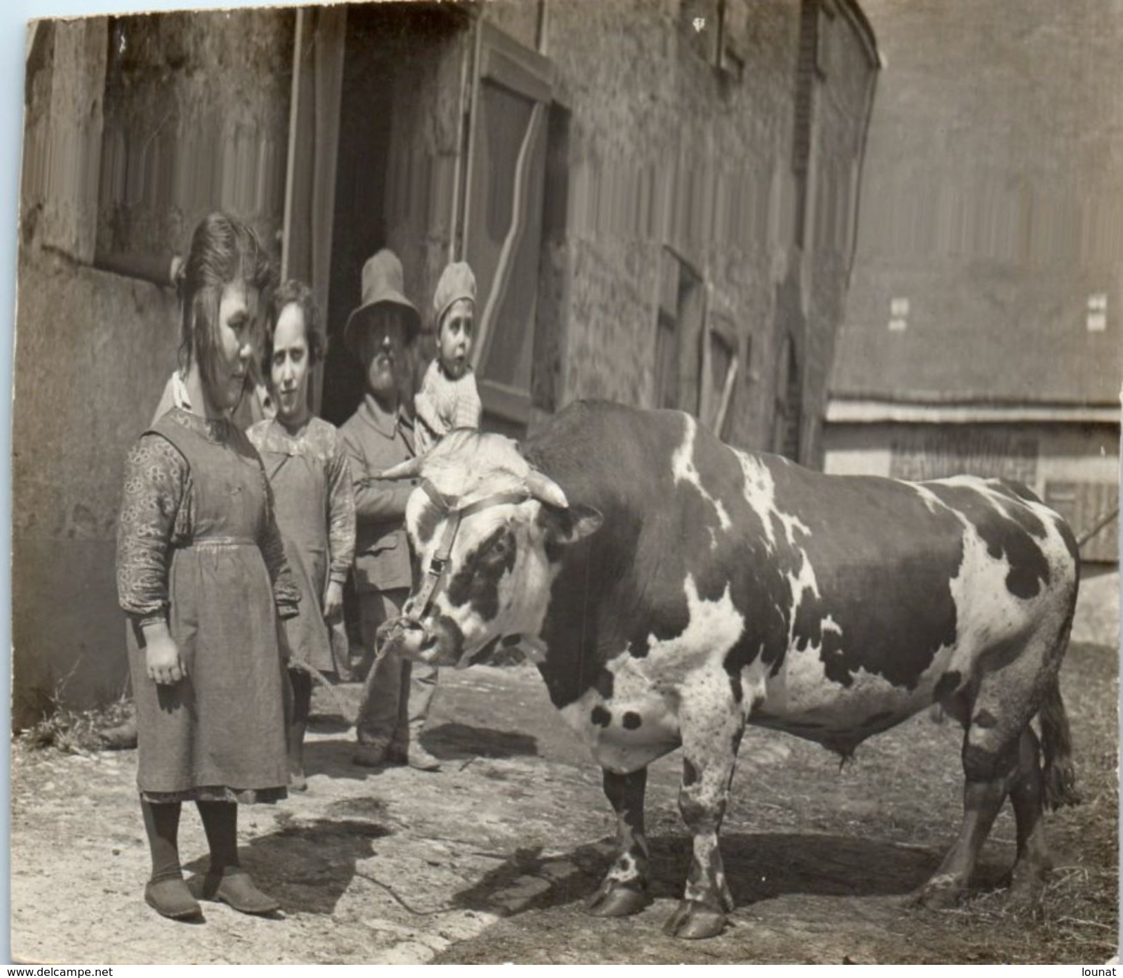MEMBROLLES - Ferme - Carte Photo  Animal - Vache (tampon Au Dos De Chateaudun Maison Albert Photo) - Bauernhöfe