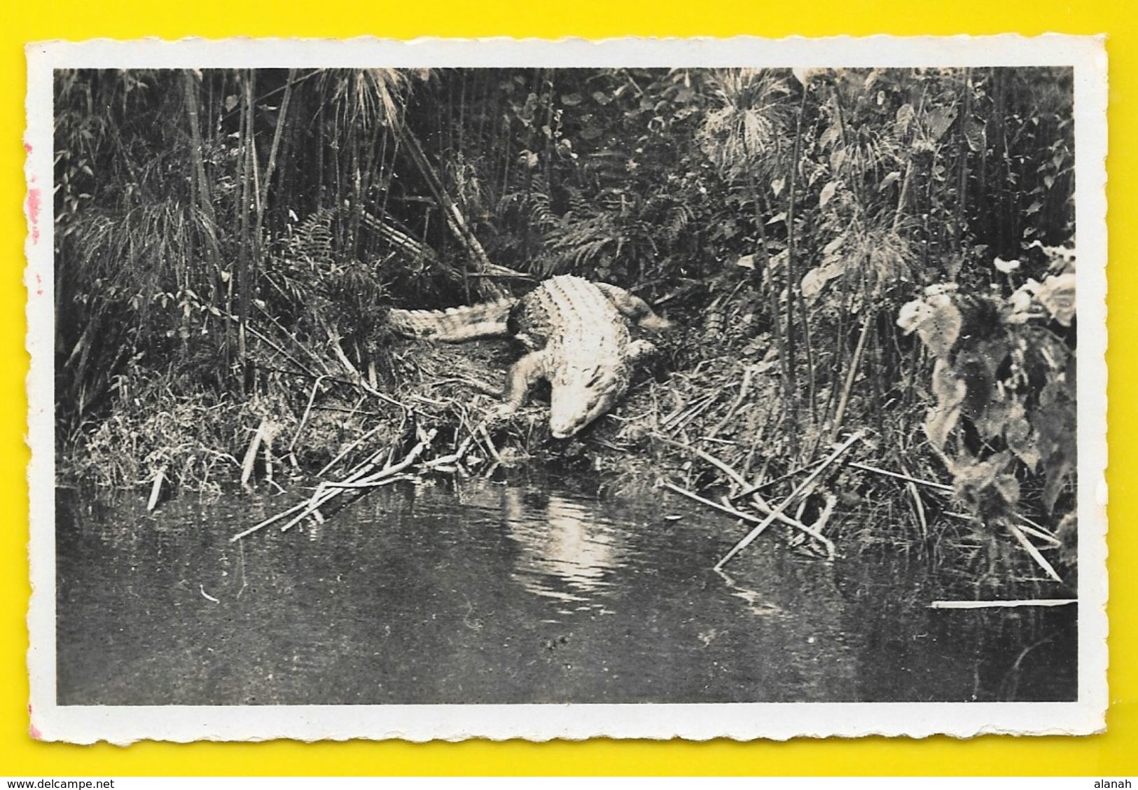 POINTE NOIRE Caïman Sur La Rivière Loémé (Pauleau) Congo - Pointe-Noire