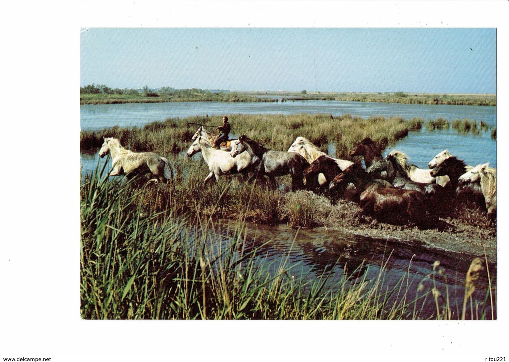 Cpm - Camargue - Chevaux Dans Les étangs - SL 10098 Cliché Dupont Explorer - Chevaux