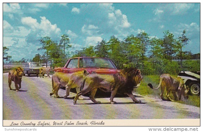 Florida West Palm Beach Lions At Lion Country Safari - West Palm Beach