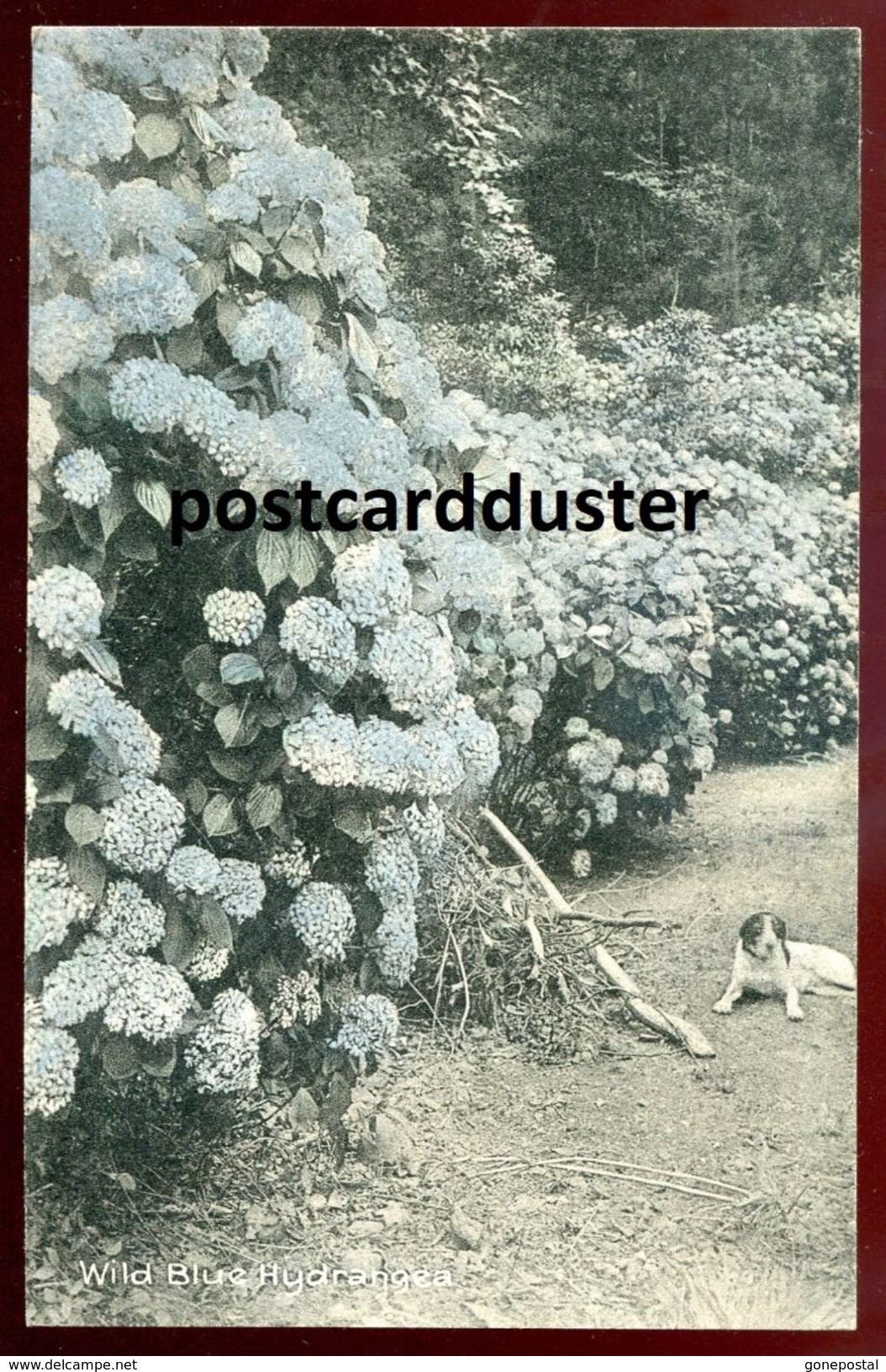 701 - PORTUGAL Madeira 1910s Wild Blue Hydrangea - Madeira