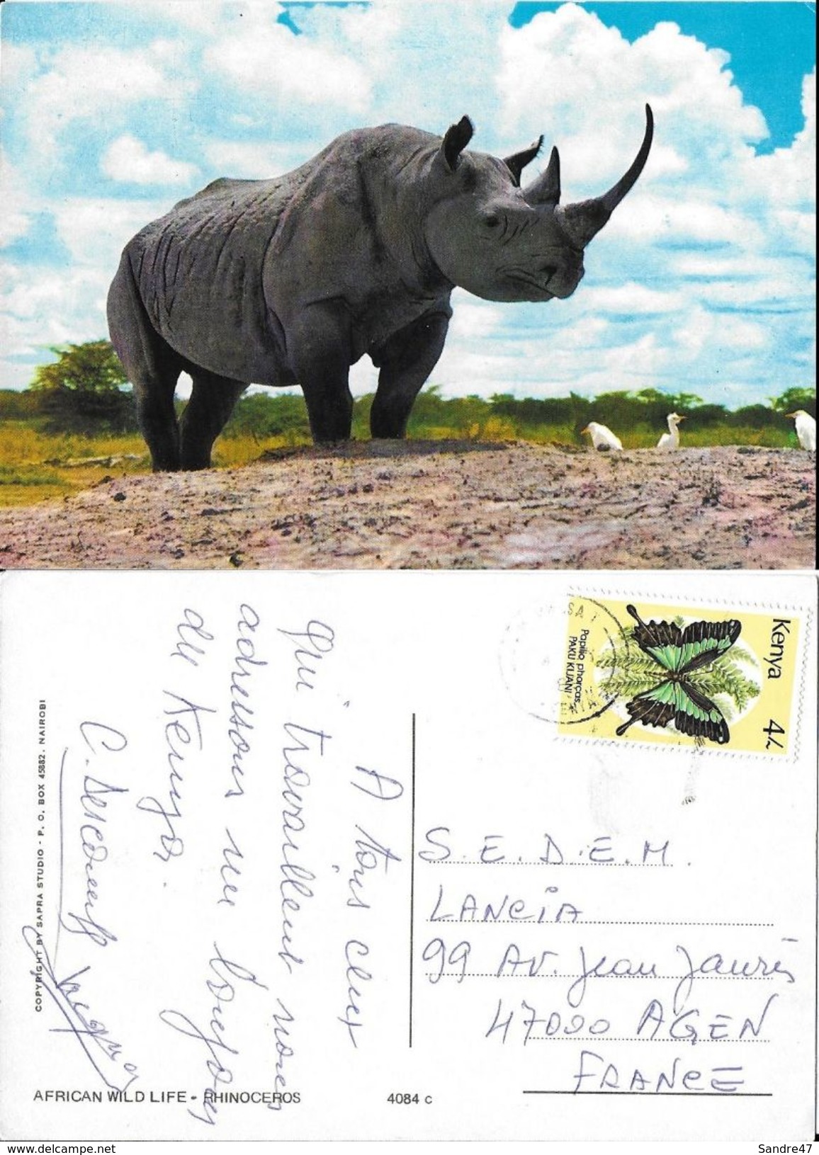 CPSM/gf  Animaux. African Wild Life. RHINOCEROS. ..A362 - Rhinocéros