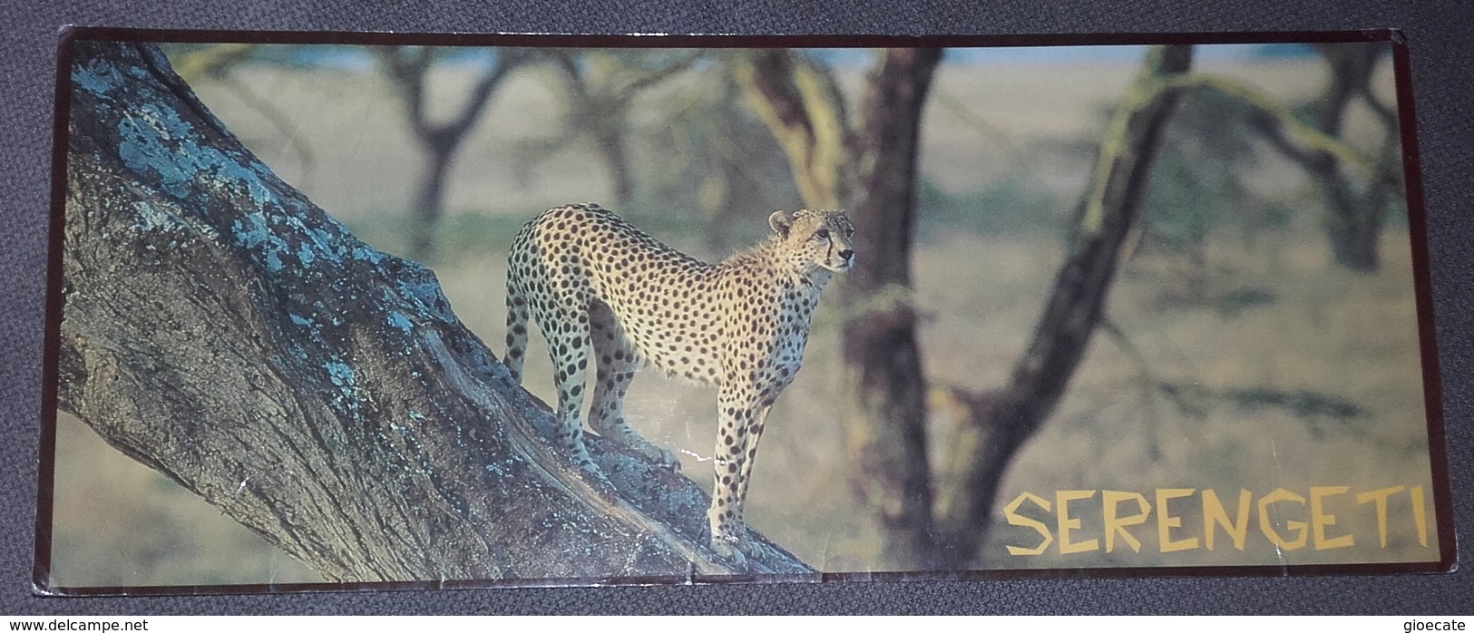 SERENGETI – CHEETAH PANORAMA – TANZANIA – VIAGGIATA – FORMATO GRANDE - (2001) - Tanzania