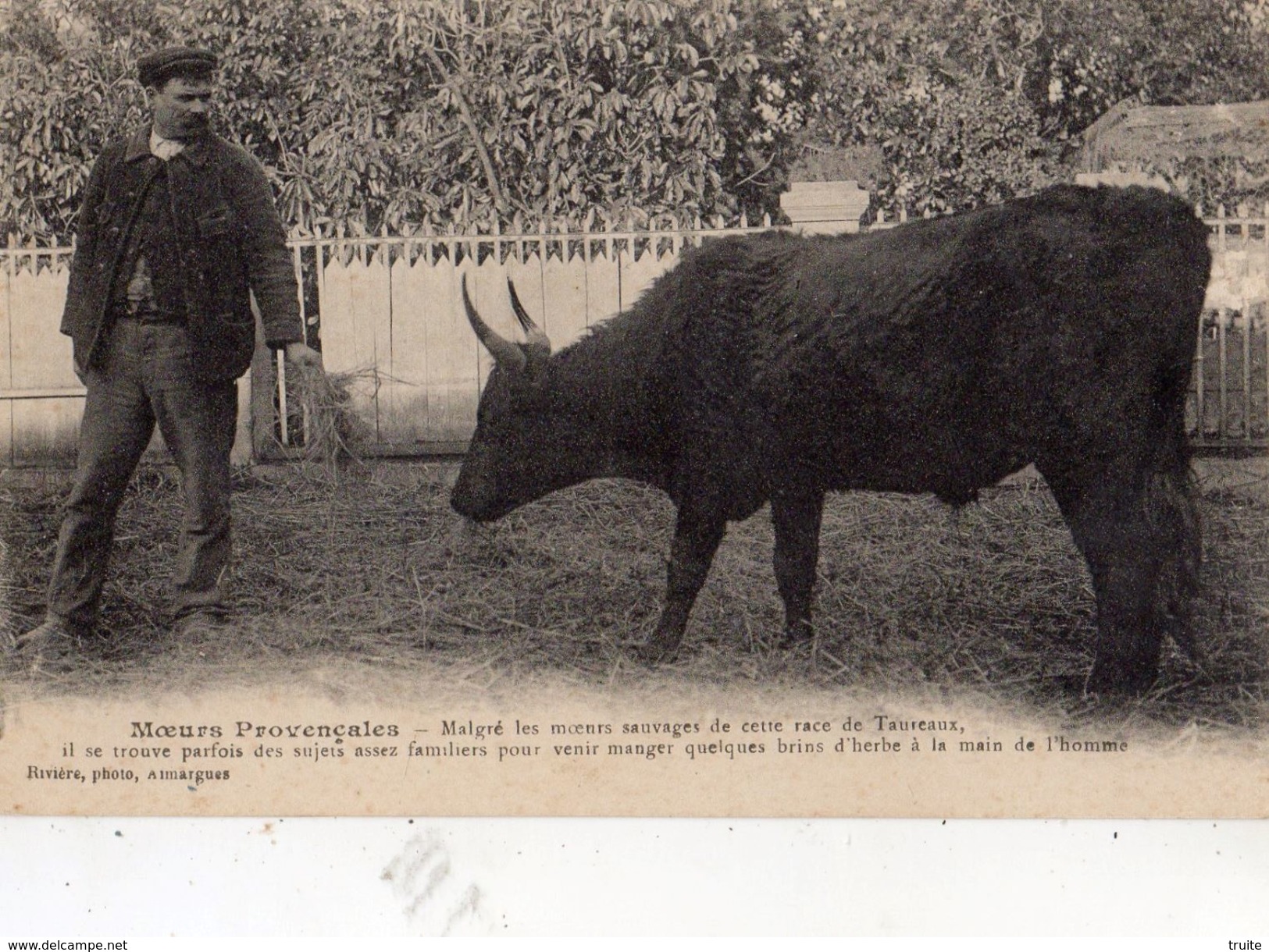 AIMARGUES MOEURS PROVENCALES MALGRE LES MOEURS SAUVAGES DE CETTE RACE DE TAUREAUX IL SE TROUVE PARFOIS DES SUJETS ASSEZ - Autres & Non Classés