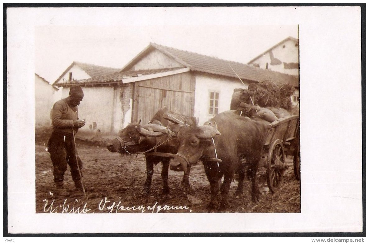 Macedonia: Üsküb (Shkup / Skopje), Buffaloes And His Master Cca. 1925 - North Macedonia