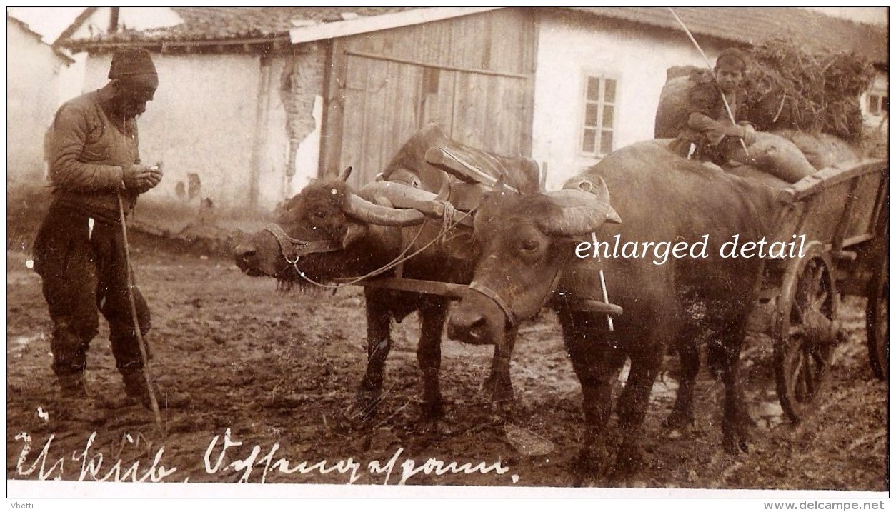 Macedonia: Üsküb (Shkup / Skopje), Buffaloes And His Master Cca. 1925 - North Macedonia