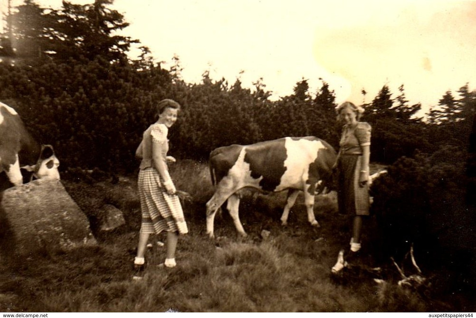 Photo Originale Ambiance Pin-up & Jeu De Vaches Dans Les Champs Vers 1940 - Pin-up