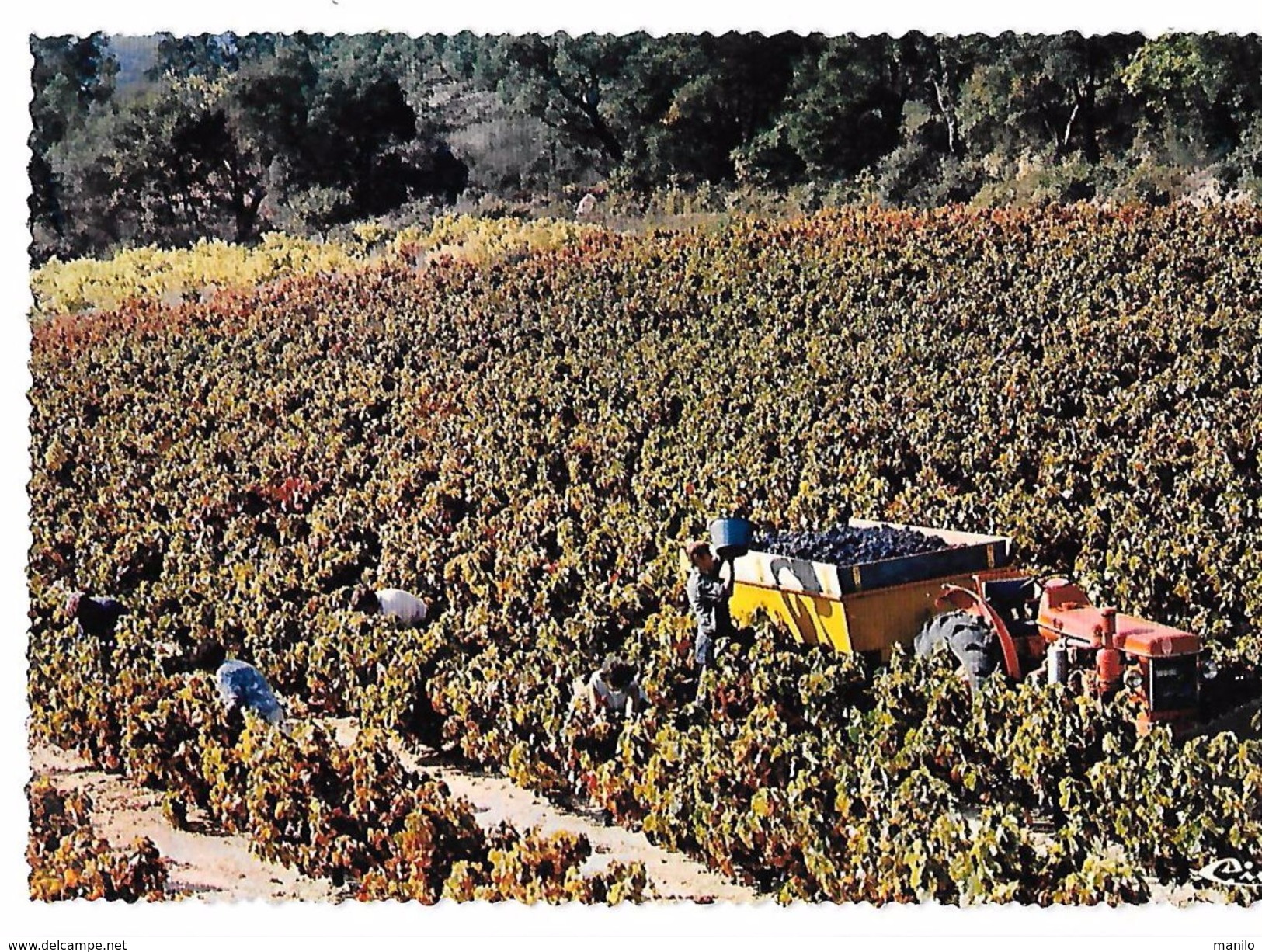 83 - PLAN DE LA TOUR - HAMEAU DES PIERROUS - Scène De Vendange - Vignes - Machine Agricole - Tracteur - Edit CIM COMBIER - Tractors