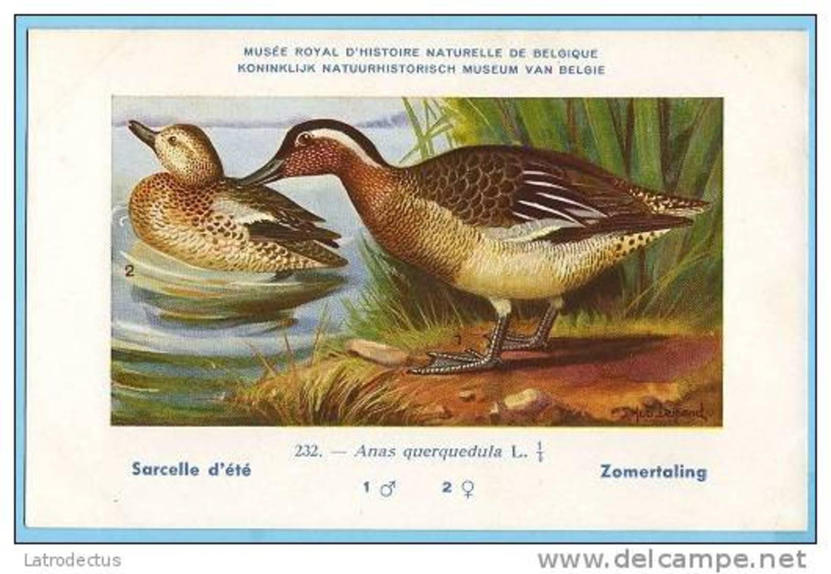 KBIN / IRSNB - Vogels / Oiseaux - 1943 - 232 - Anas Querquedula, Sarcelle D'été, Zomertaling, Garganey - Oiseaux