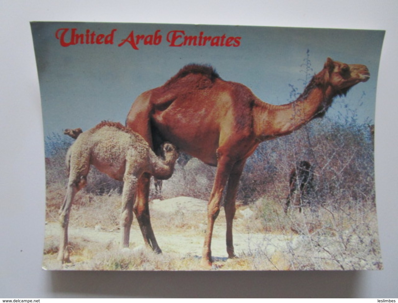United Arab Emirates. Camel Milk Is Good To Drink. Awni Hadara 428. Dated 1996. - Ver. Arab. Emirate