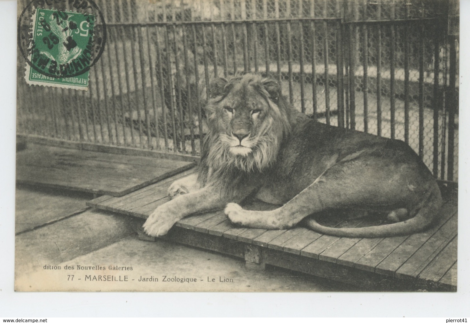 LIONS - MARSEILLE - Jardin Zoologique - Le Lion - Lions