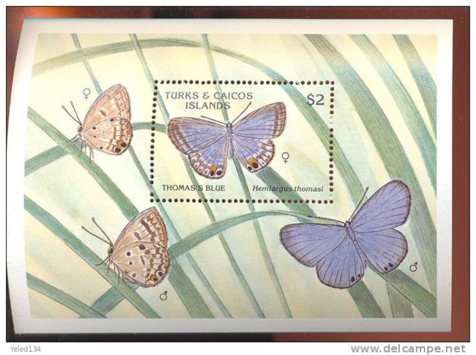 TURKS & CAICOS  ISLANDS  834  MINT NEVER HINGED SOUVENIR SHEET OF BUTTERFLIES - Farfalle