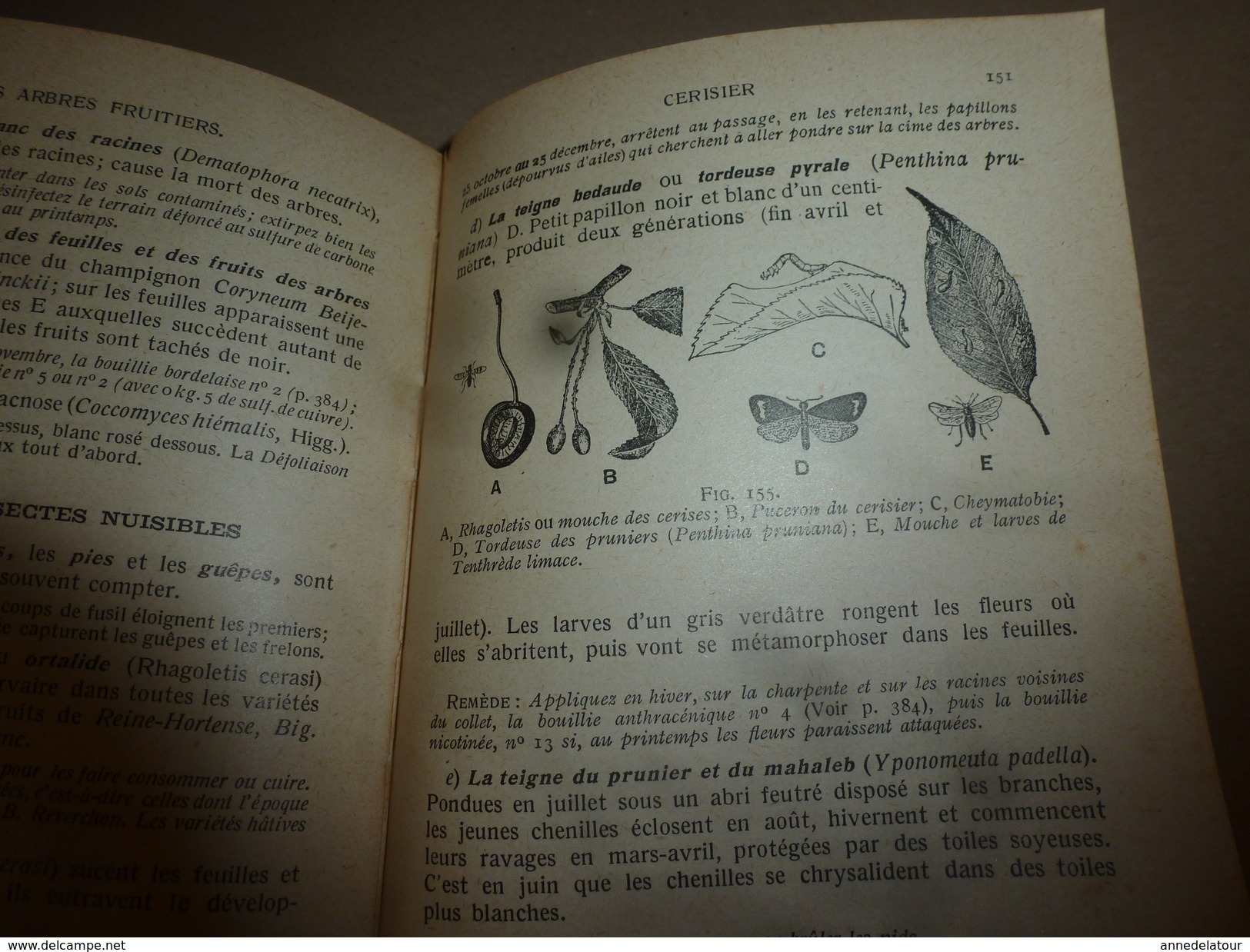 ARBORICULTURE FRUITIERE  (Joseph Vercier) ouvrage aux 5 Gdes Médailles d'Or (1910 origine édit.) réédit. 1951