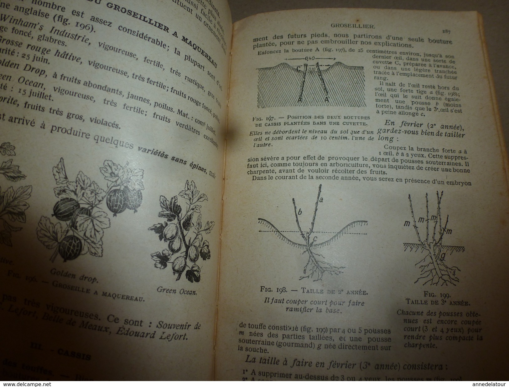 ARBORICULTURE FRUITIERE  (Joseph Vercier) ouvrage aux 5 Gdes Médailles d'Or (1910 origine édit.) réédit. 1951