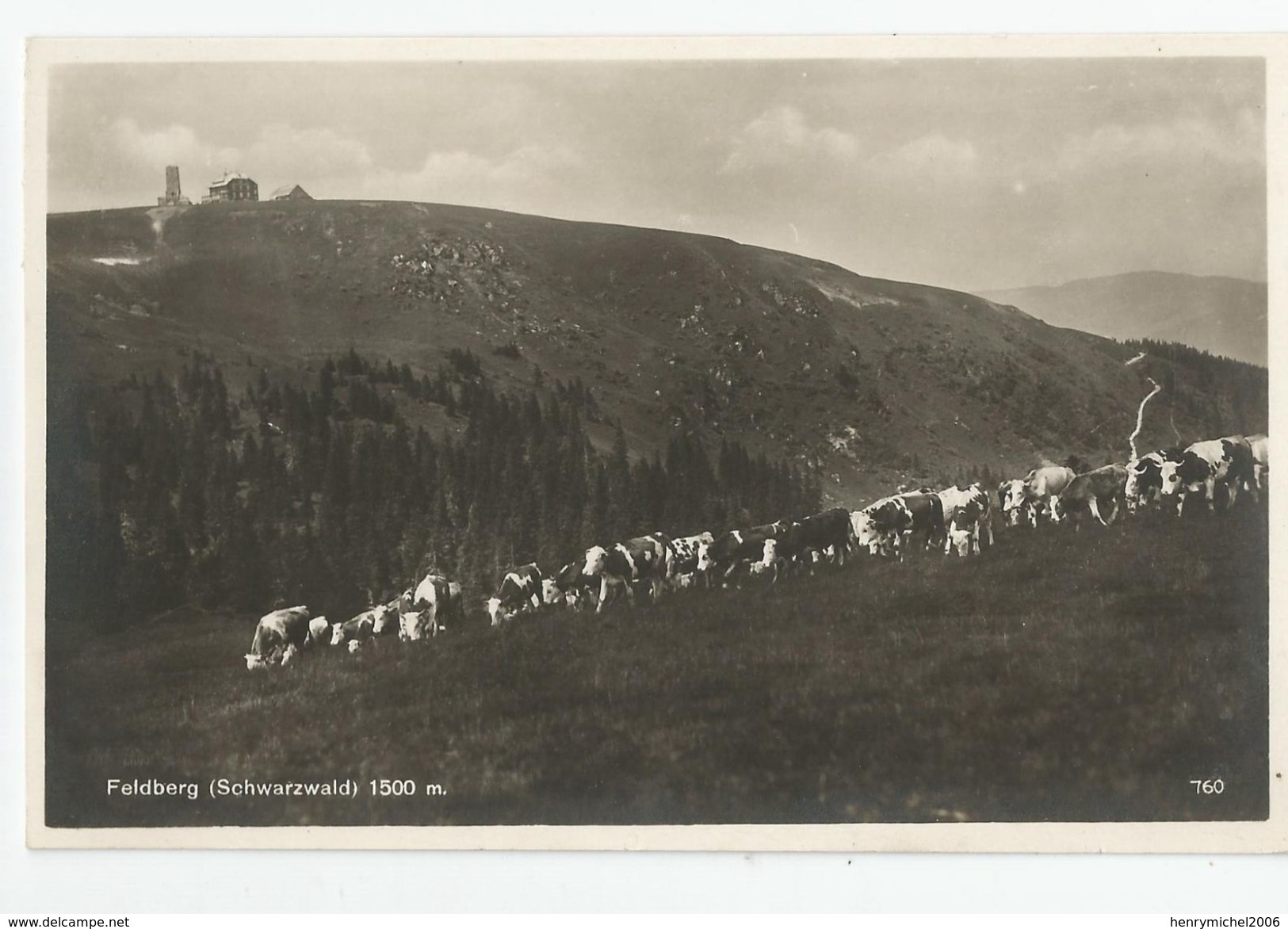 Allemagne Germany Bade Wurtemberg Feldberg Troupeau Vaches - Feldberg