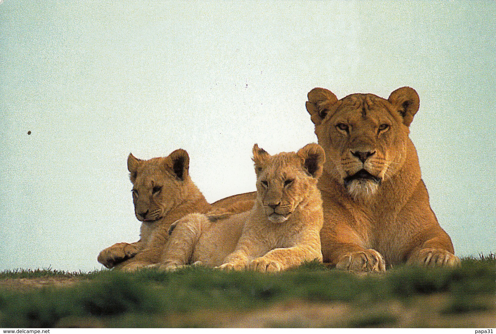 LIONNE ET SES PETITS - Lions