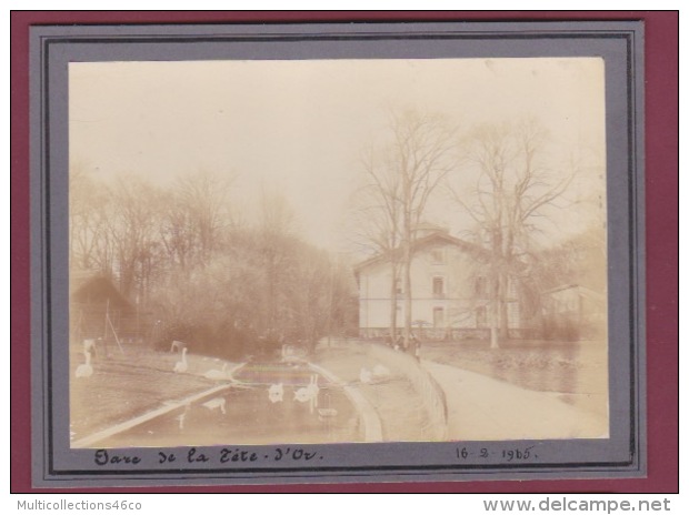 191117 - PHOTO ANCIENNE 1900 - 69 LYON -  1915 Parc De La Tête D'or - Bois Neige Cygne Maison - Lyon 6