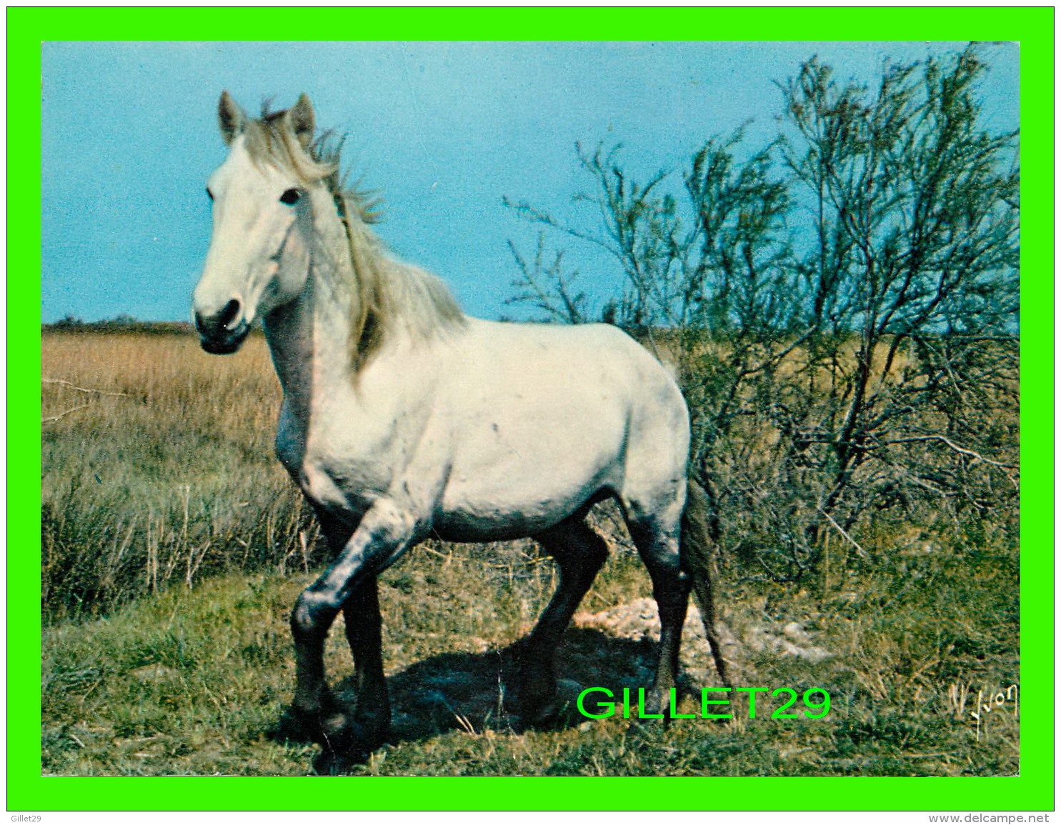 CHEVAUX - EN CAMARGUE, CRINIÈRE AU VENT - ÉCRITE -  ÉDITIONS D'ART YVON - - Caballos