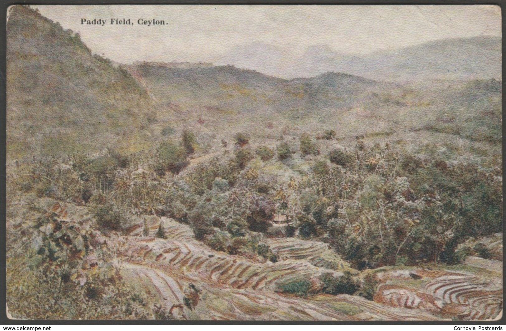 Paddy Field, Ceylon, C.1910 - Plâté Postcard - Sri Lanka (Ceylon)