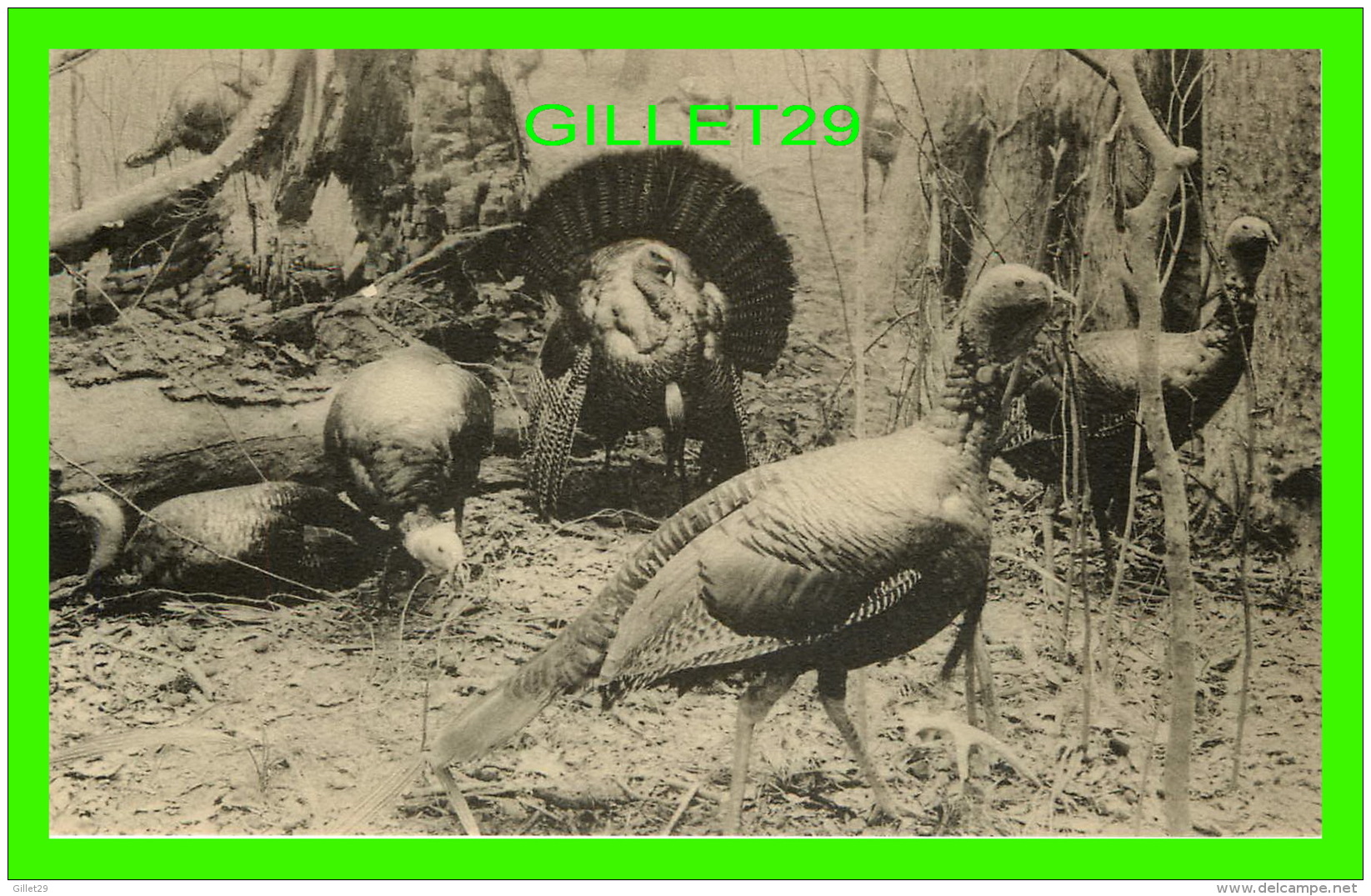 OISEAUX -  GROUP OF WILD TURKEYS, NORTHERN LOUISIANA - FIELD MUSEUM OF NATURAL HISTORY, CHICAGO - - Oiseaux