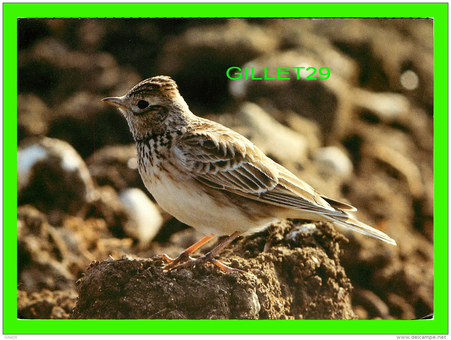 OISEAUX - FELDLERCHE - ALOUETTE DES CHAMPS - LODOLA - ÉCRITE EN 1984 - FOTO, A. SAUNIER - - Oiseaux