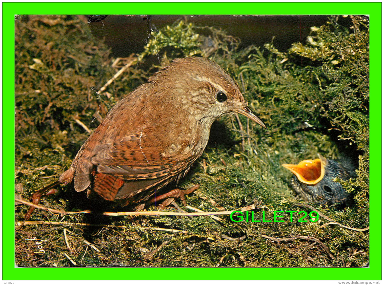 OISEAUX - TROGLODYTE MIGNON - TROGDYTES TROGLODYTES -  ÉDITIONS D'ART YVON - - Birds