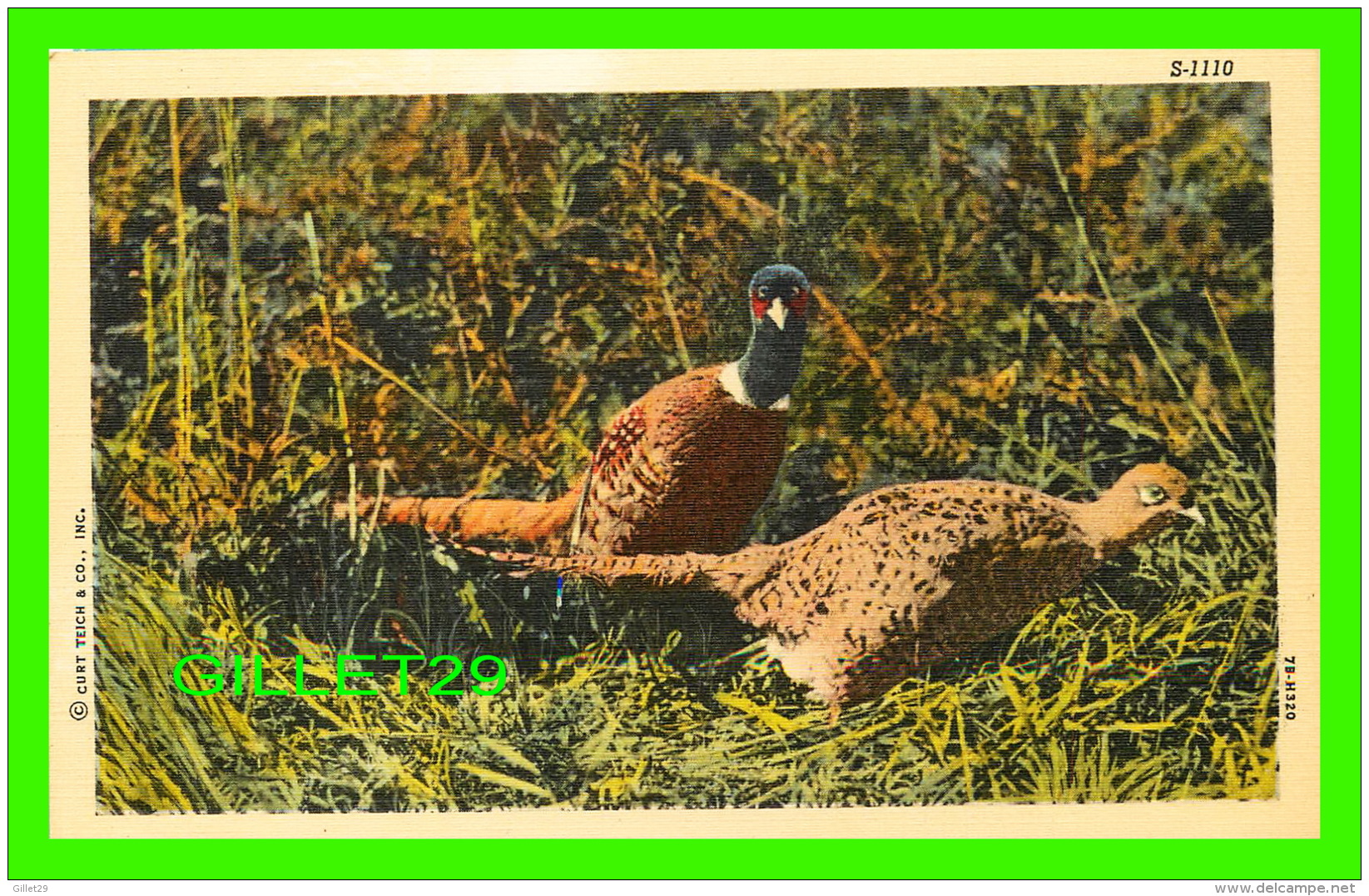 OISEAUX - A PAIR OF MONGOLIAN PHEASANTS - NORTHERN POST CARD CO - - Oiseaux