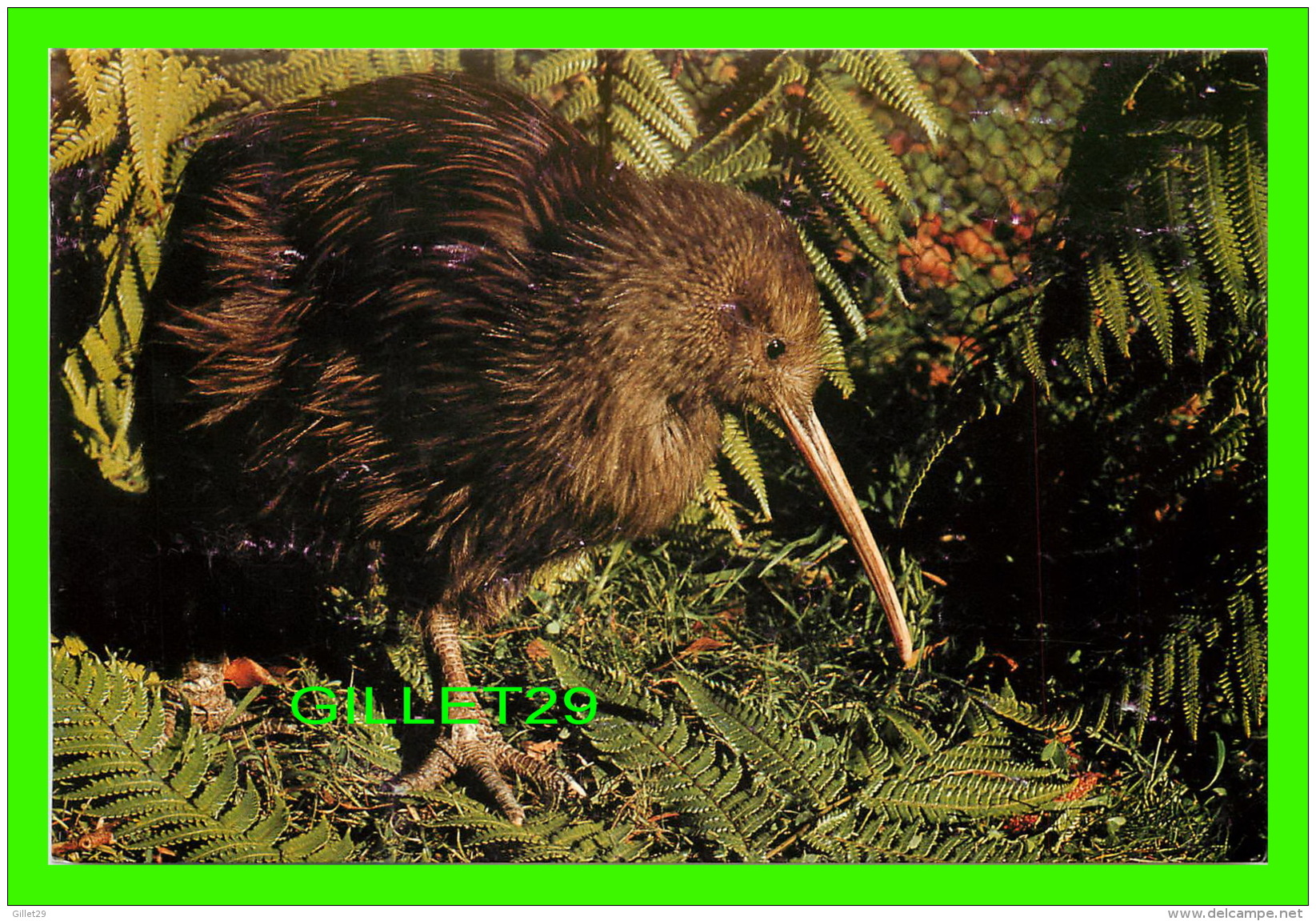 OISEAUX - NEW ZEALAND'S NATIONAL BIRDS KIWI - TRAVEL IN 1988 - - Oiseaux