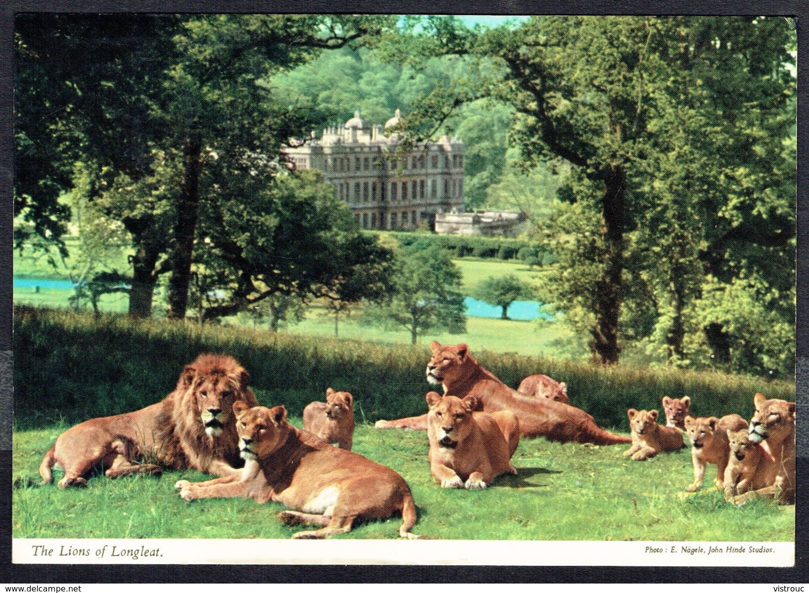 LIONS - LÖWEN - Circulé - Circulated - Gelaufen - 1974. - Lions