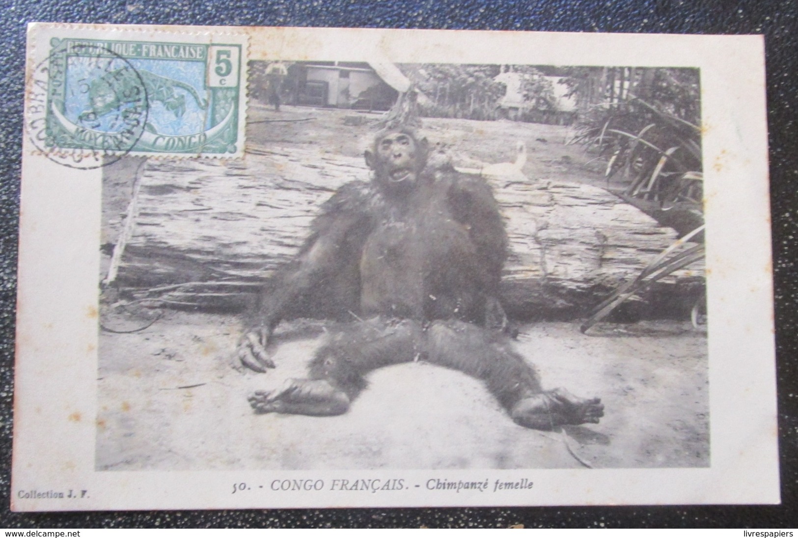Congo Français Chimpanzé Femelle   Cpa Timbrée - French Congo