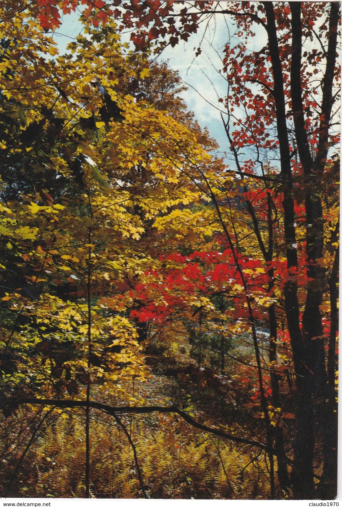 CARTOLINA - POSTCARD - TEMATICA - DI PIANTE - Arbres