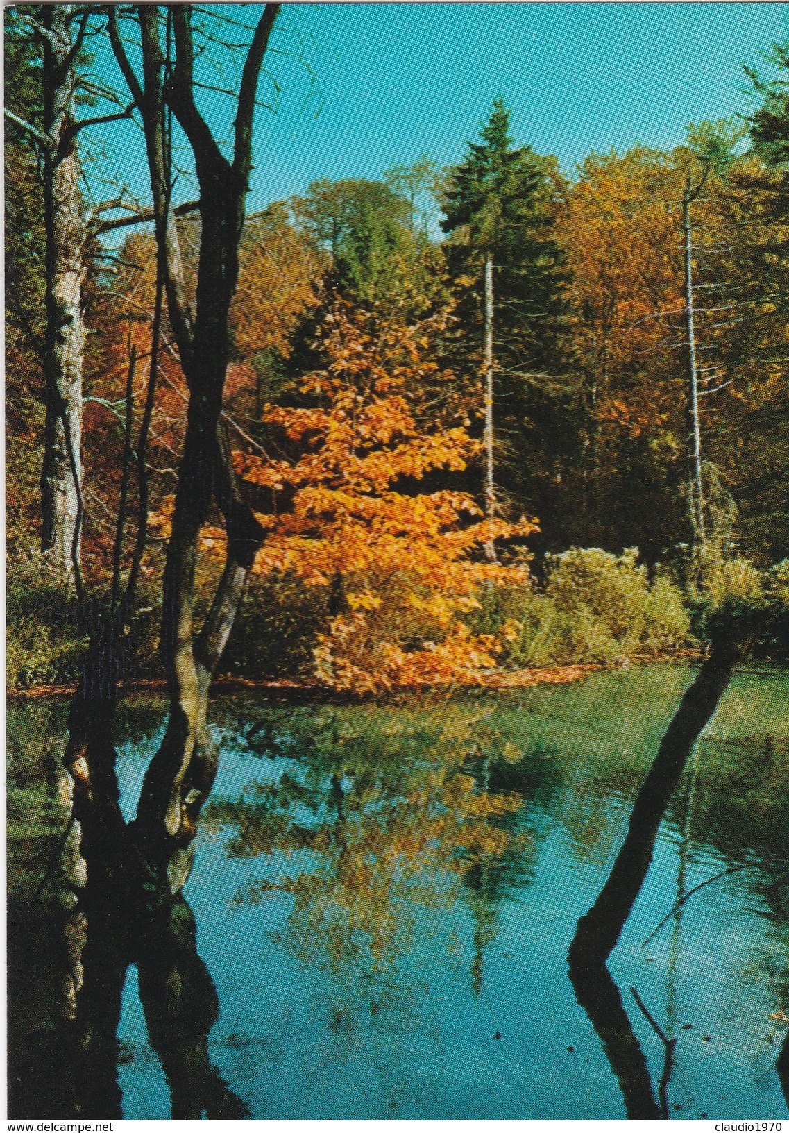 CARTOLINA - POSTCARD - TEMATICA - DI PIANTE - PAESAGGISTICA - Arbres