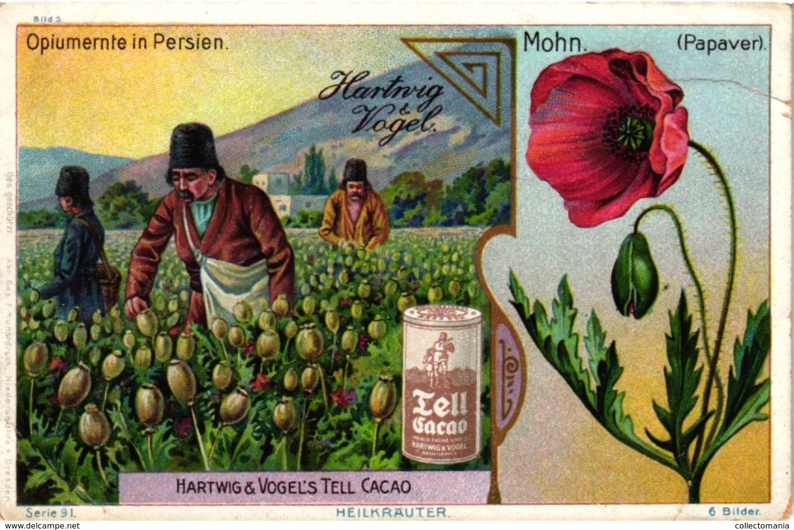 4 Card  Plantes MEDICINALES  DRUGS China Opium  Pavot  Papaver  Mohn Opiumernte Persien Amanita Muscaia  PUB Addiction - Sonstige & Ohne Zuordnung