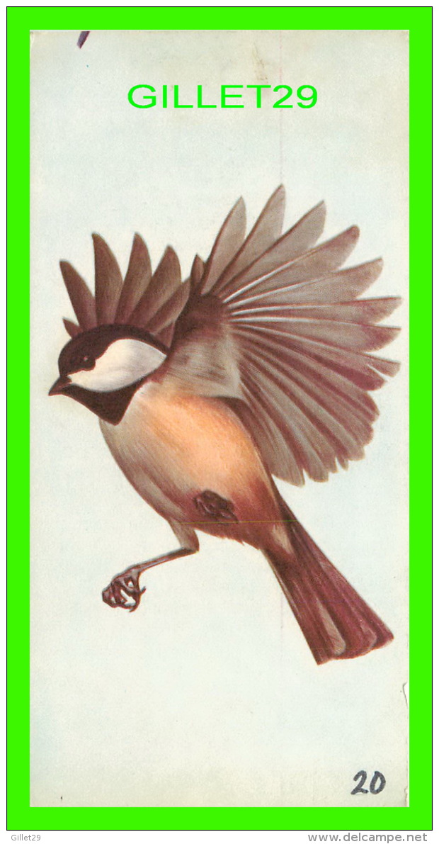 FICHES ILLUSTRÉES OISEAUX - BIRDS - BLACK-CAPPED CHICKADEE - No 20 - - Animaux