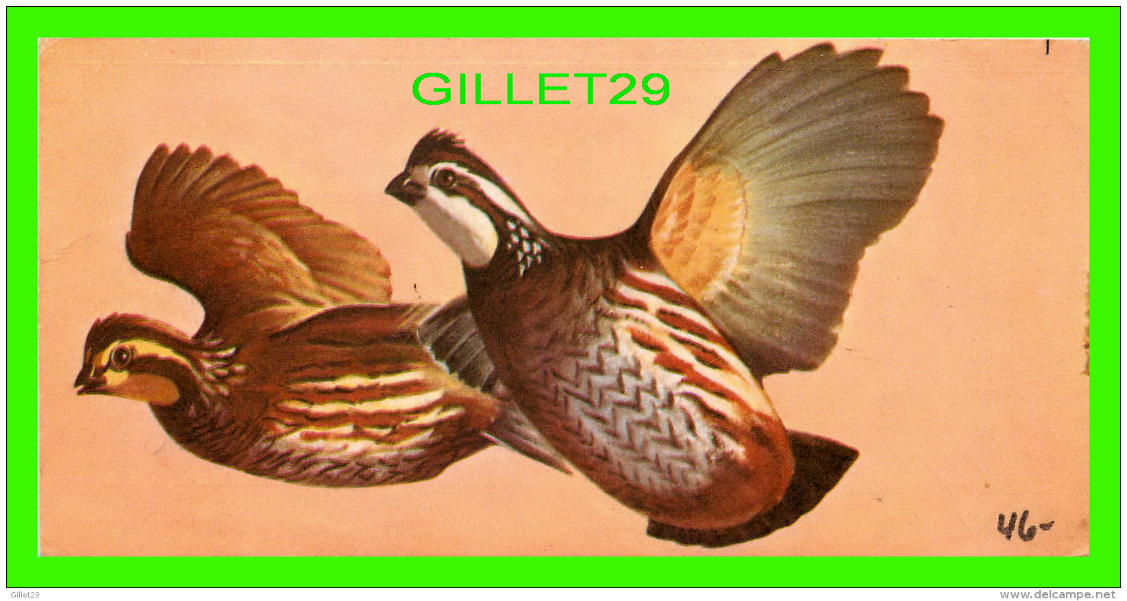 FICHES ILLUSTRÉES OISEAUX - BIRDS - BOB-WHITE QUAIL - No 46 - - Animaux