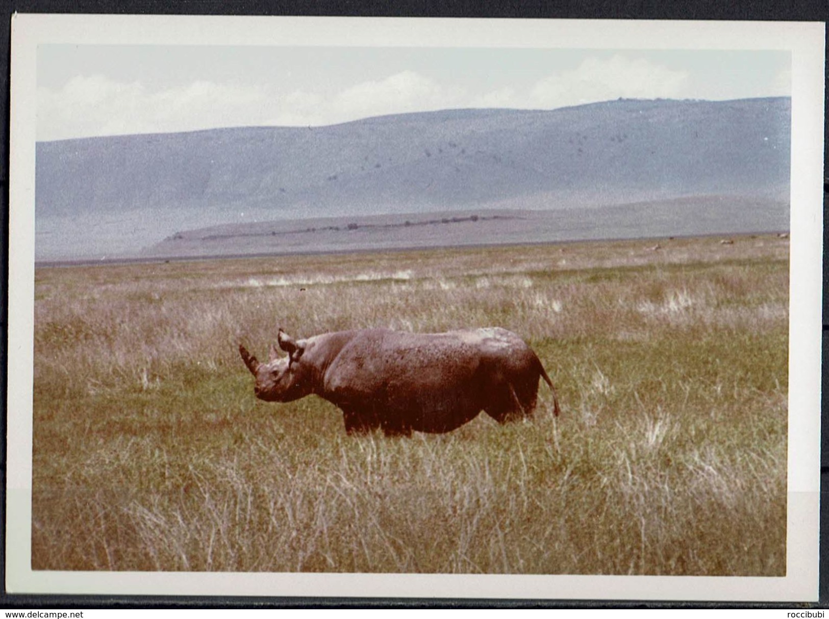 Afrika, Natur, Savanne, Nashorn Von Hobbyfotograf (6) - Afrika