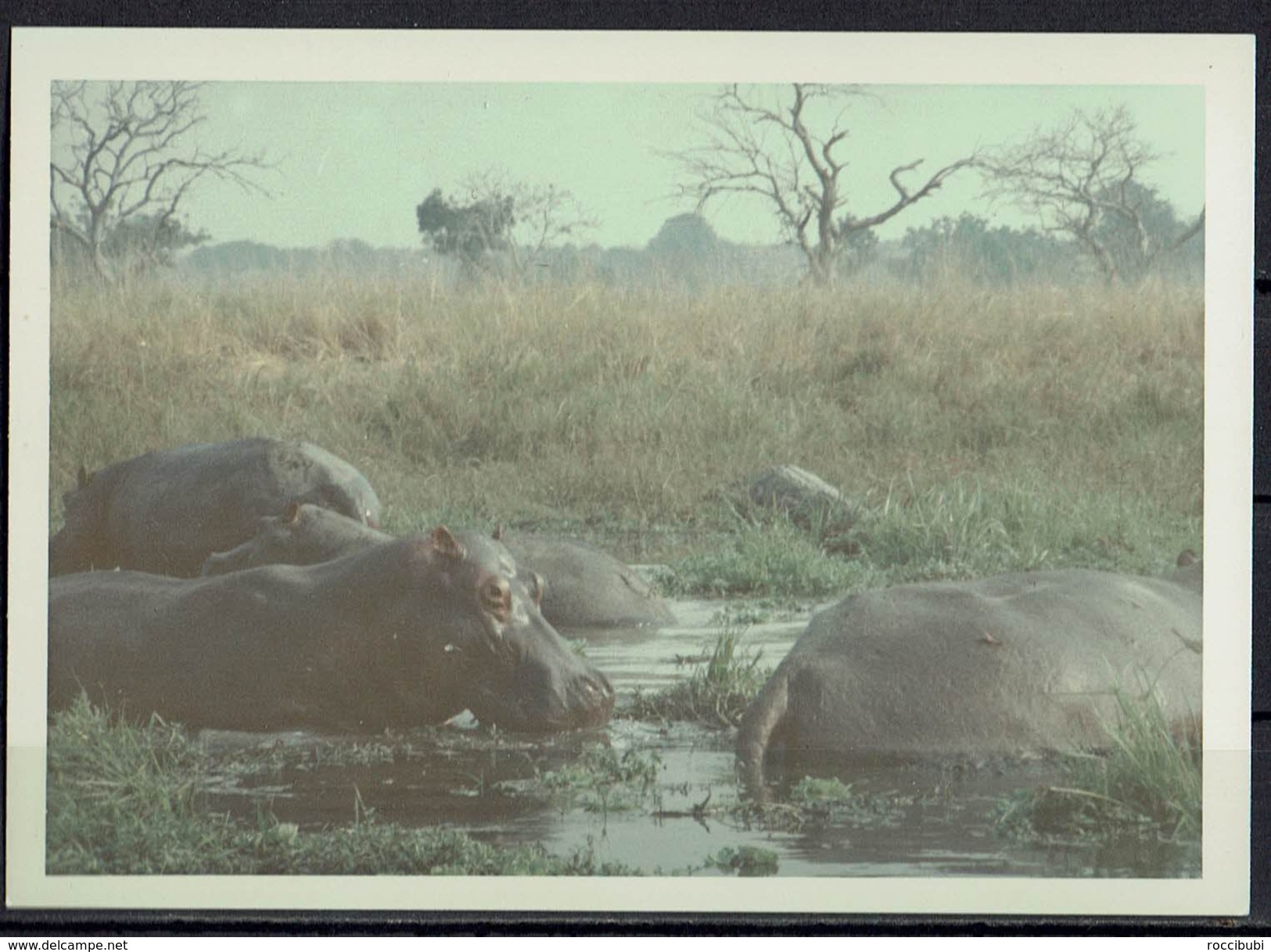 Afrika, Natur, Savanne, Flusspferde Von Hobbyfotograf (7) - Afrika