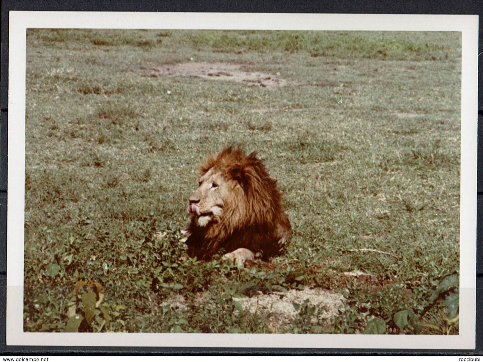 Afrika, Natur, Savanne, Löwe Von Hobbyfotograf (9) - Afrika